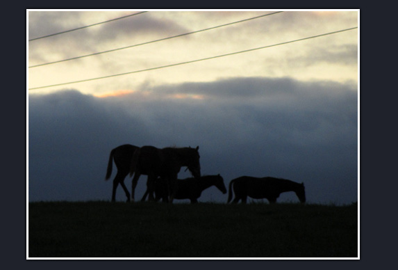 Penn Ridge Farms