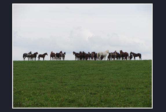 Penn Ridge Farms