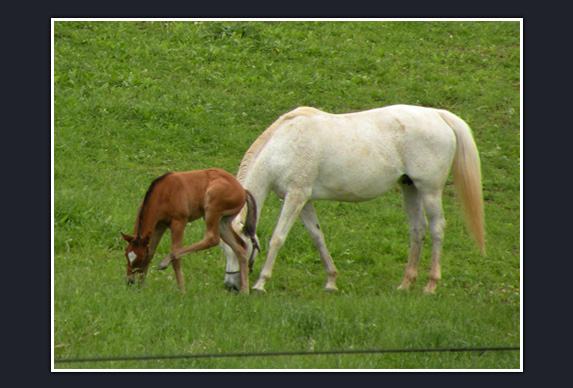 Penn Ridge Farms