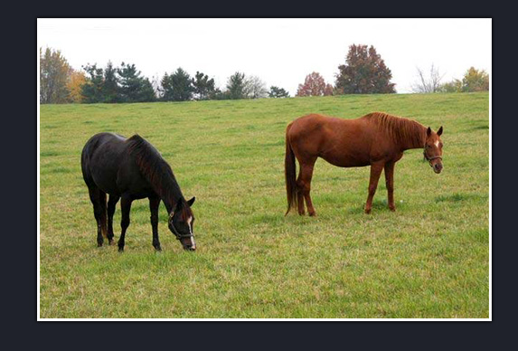 Penn Ridge Farms