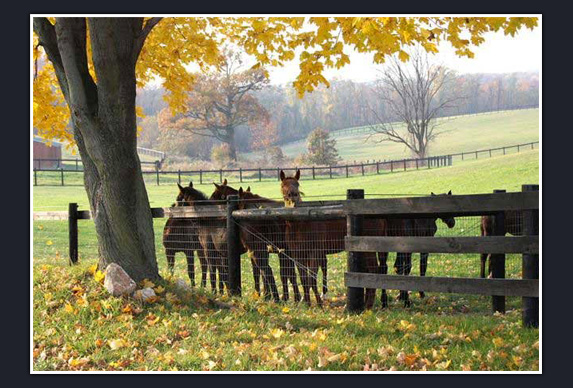 Penn Ridge Farms