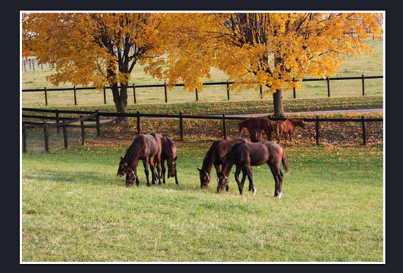 Penn Ridge Farms