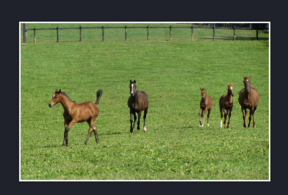 Penn Ridge Farms