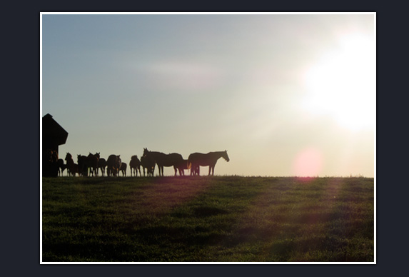 Penn Ridge Farms