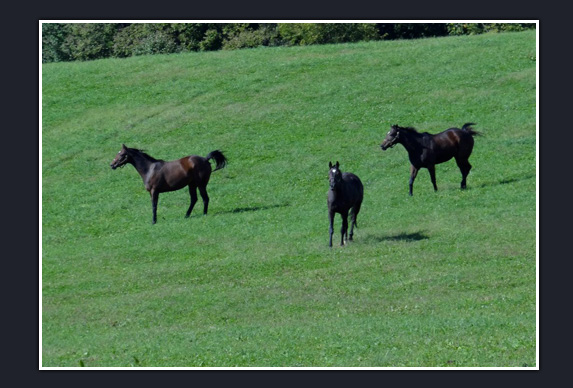 Penn Ridge Farms